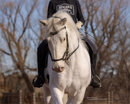 HorseID: 2310943 RTD's SweeterThanWild - PhotoID: 1095719