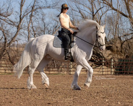 HorseID: 2310943 RTD's SweeterThanWild - PhotoID: 1095788