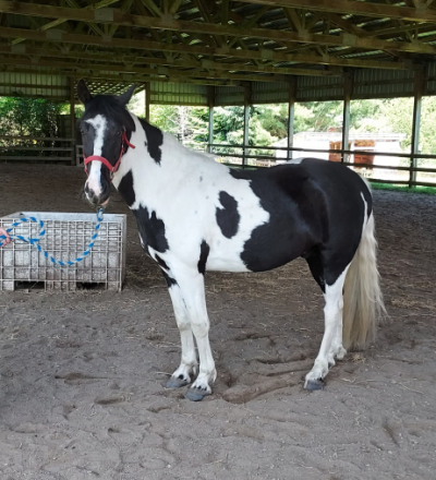 HorseID: 2310944 Macho Man - PhotoID: 1095686