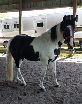 HorseID: 2310944 Macho Man - PhotoID: 1095687