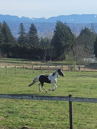 HorseID: 2310944 Macho Man - PhotoID: 1095688