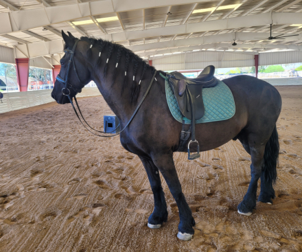 HorseID: 2310945 Veulenboek Ster - PhotoID: 1095689