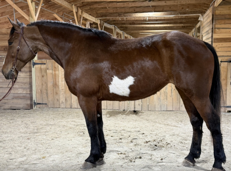 HorseID: 2310946 Zenaida - PhotoID: 1095690