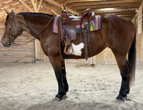 HorseID: 2310946 Zenaida - PhotoID: 1095691