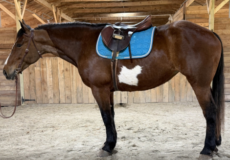 HorseID: 2310946 Zenaida - PhotoID: 1095692