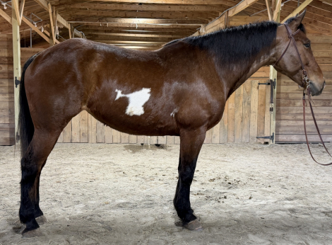 HorseID: 2310946 Zenaida - PhotoID: 1095693