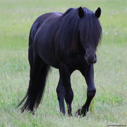 HorseID: 2310947 KKA Legend of Excalibur - PhotoID: 1095694