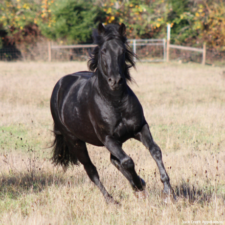 HorseID: 2310947 KKA Legend of Excalibur - PhotoID: 1095695