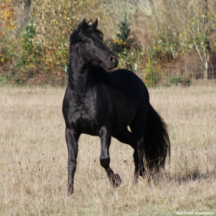 HorseID: 2310947 KKA Legend of Excalibur - PhotoID: 1095696