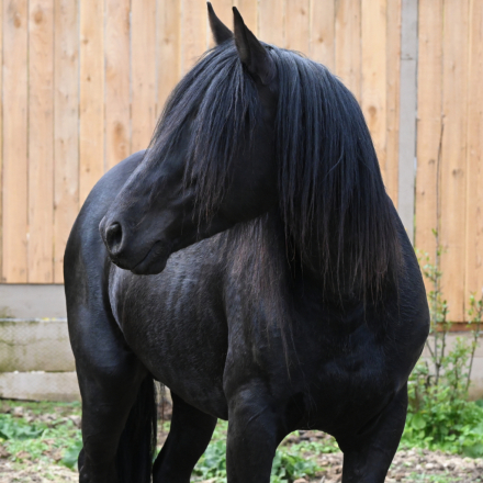 HorseID: 2310947 KKA Legend of Excalibur - PhotoID: 1095697