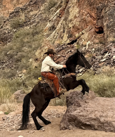 HorseID: 2310953 Bandit - PhotoID: 1095712