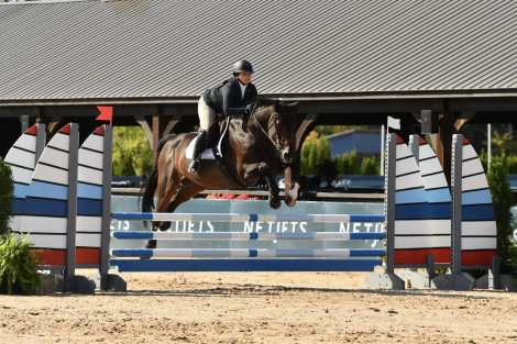 HorseID: 2310956 Alejandro - PhotoID: 1095714