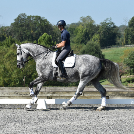 HorseID: 2310958 Fürstin Frost Avallon - PhotoID: 1095723