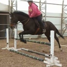 HorseID: 2310967 Violet - PhotoID: 1095726