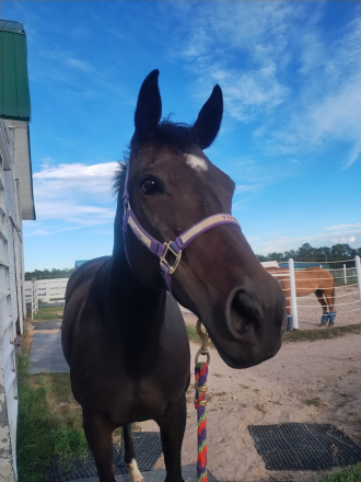 HorseID: 2310967 Violet - PhotoID: 1095727