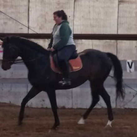 HorseID: 2310967 Violet - PhotoID: 1095728