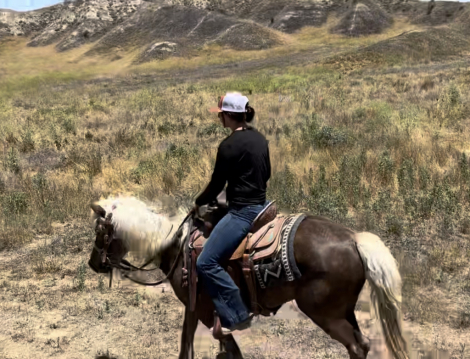 HorseID: 2310968 BELLA FROM GAITED ACRES - PhotoID: 1095734