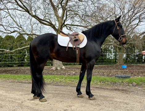 HorseID: 2310979 ARCHER’S NOVEL - PhotoID: 1095738