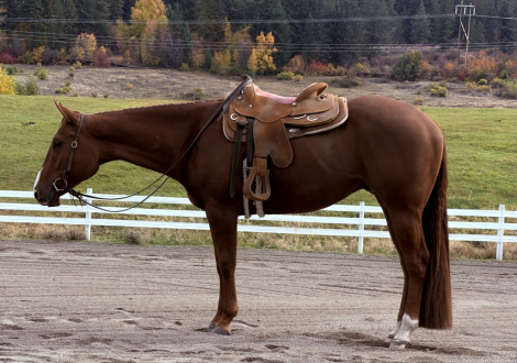 HorseID: 2310980 Idol Only - PhotoID: 1095739