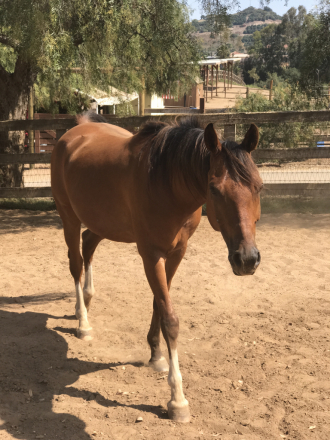 HorseID: 2310988 Spirit - PhotoID: 1095741