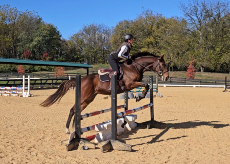 HorseID: 2310991 Ocean Air - PhotoID: 1096363