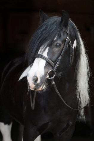 HorseID: 2310994 Teller - PhotoID: 1095743