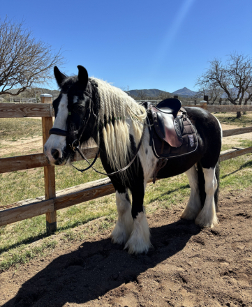 HorseID: 2310994 Teller - PhotoID: 1095744