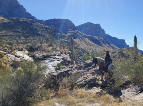 HorseID: 2310994 Teller - PhotoID: 1095745