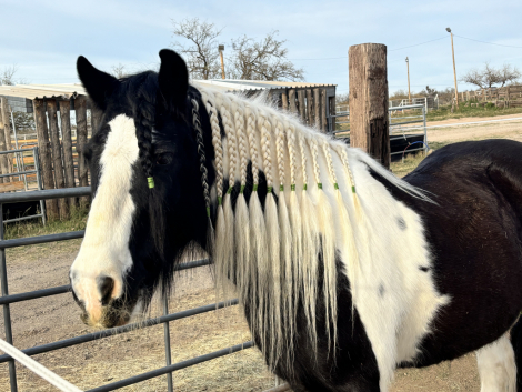 HorseID: 2310994 Teller - PhotoID: 1095746