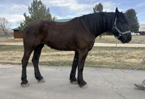 HorseID: 2310998 Powell Percheron Pepsi - PhotoID: 1095748