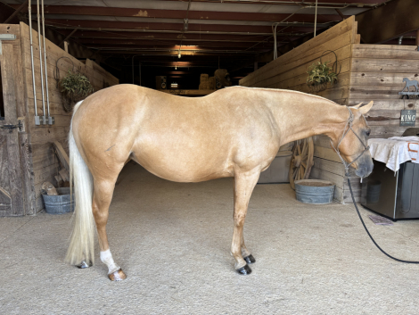 HorseID: 2311000 You Should Sea Eva - PhotoID: 1095750