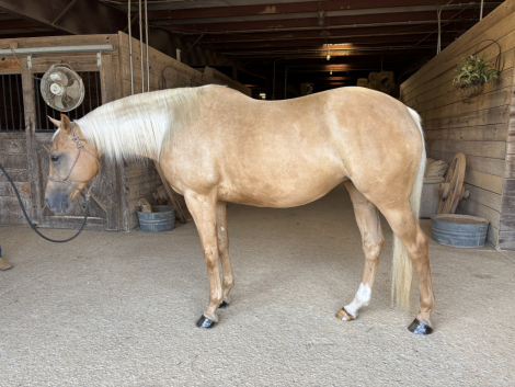 HorseID: 2311000 You Should Sea Eva - PhotoID: 1095751
