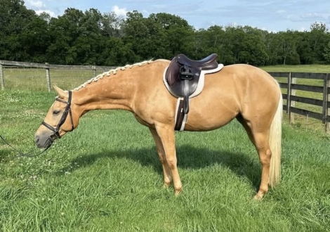 HorseID: 2311000 You Should Sea Eva - PhotoID: 1095752