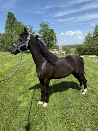 HorseID: 2311002 Magic Showman - PhotoID: 1095756