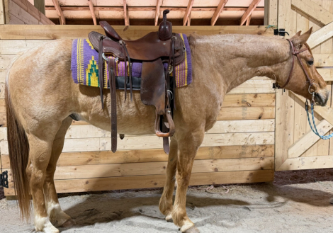 HorseID: 2311003 Montana - PhotoID: 1095757