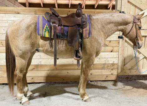 HorseID: 2311003 Montana - PhotoID: 1095758