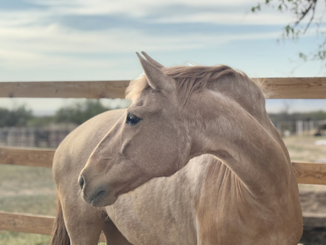 HorseID: 2311004 Mimosa - PhotoID: 1095759