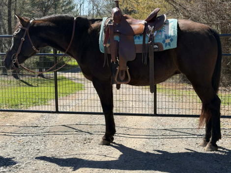 HorseID: 2311005 Ash - PhotoID: 1095760