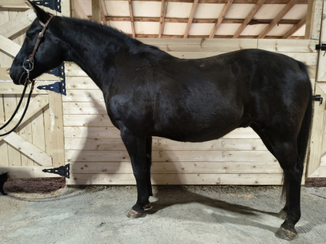 HorseID: 2311005 Ash - PhotoID: 1095761