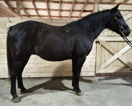 HorseID: 2311005 Ash - PhotoID: 1095762