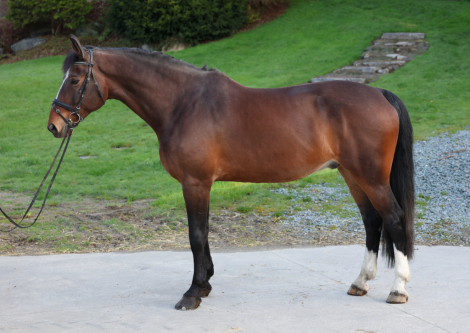 HorseID: 2311007 Felix - PhotoID: 1095763