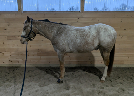 HorseID: 2311014 Outrageously - PhotoID: 1095764