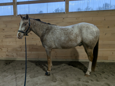 HorseID: 2311014 Outrageously - PhotoID: 1095765