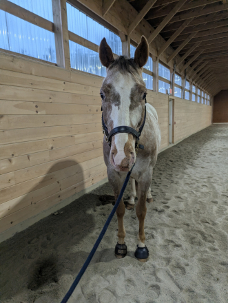 HorseID: 2311014 Outrageously - PhotoID: 1095766