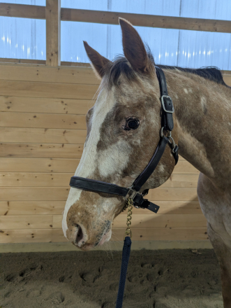 HorseID: 2311014 Outrageously - PhotoID: 1095767