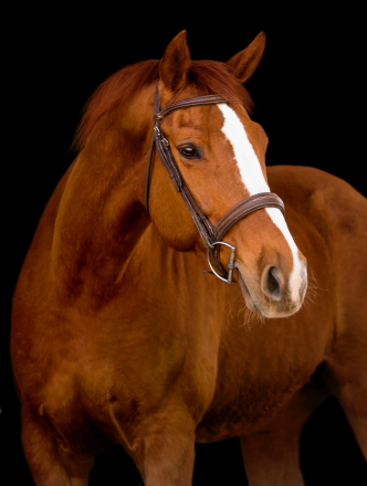 HorseID: 2311017 Belle - PhotoID: 1095768