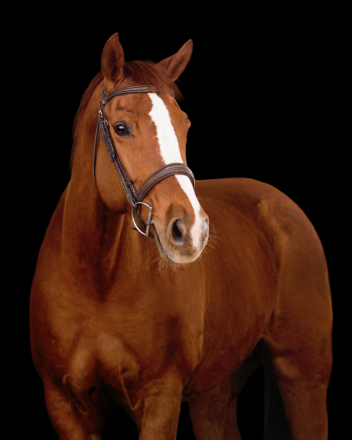 HorseID: 2311017 Belle - PhotoID: 1095769