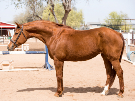 HorseID: 2311017 Belle - PhotoID: 1095770