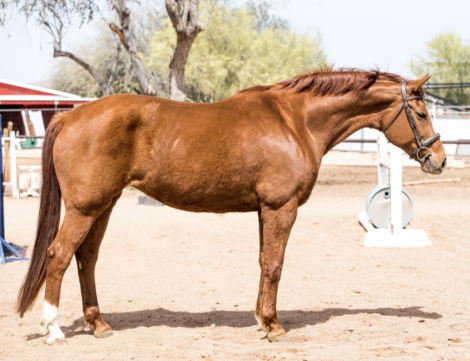 HorseID: 2311017 Belle - PhotoID: 1095771