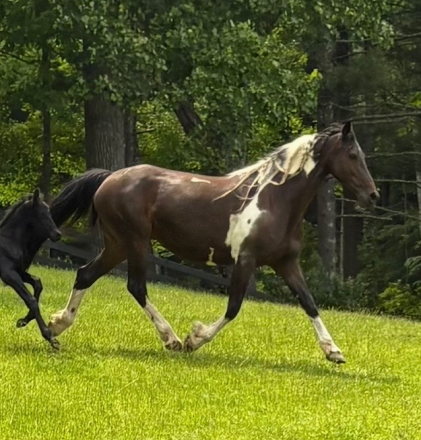 HorseID: 2311020 Celeste RM - PhotoID: 1095772